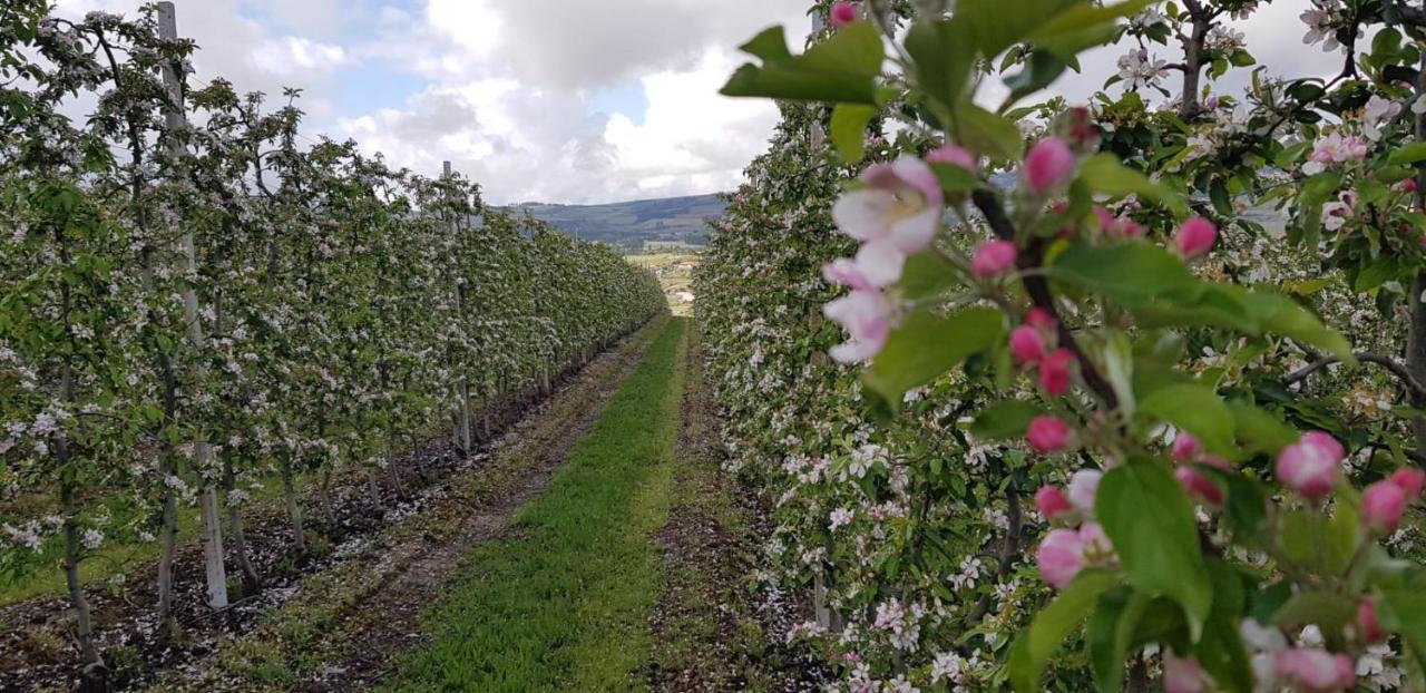 Quinta Bemboa Turismo Espaco Rural 아리세라 외부 사진
