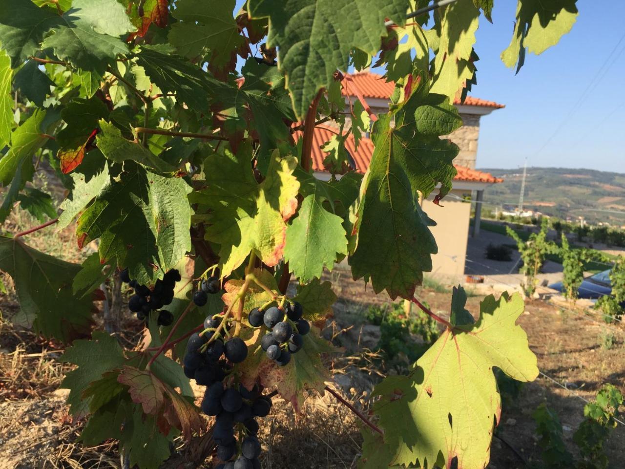 Quinta Bemboa Turismo Espaco Rural 아리세라 외부 사진